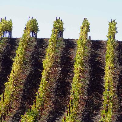 Support Santa Cruz Mountains Wineries Fire Relief - Ep 21