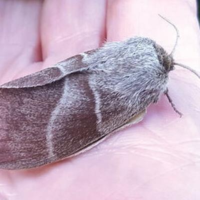 Naturefile - Hairy Mollies