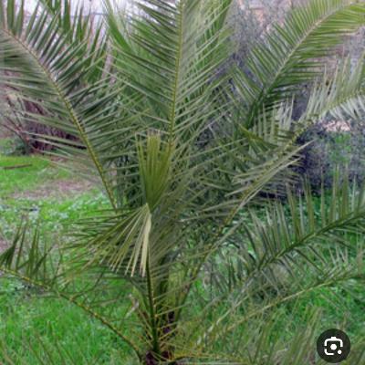 אליעזר והשאלה המעניינת על התמר