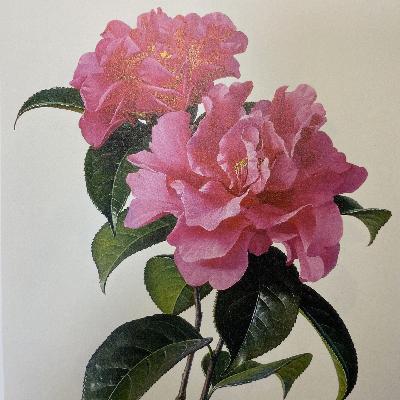 《聊斋》Vol.52| 花妖之一《香玉》:不站新兰不站柯哀,我要成立哀兰社!一辈子长不大的人由他去吧 《聊斋》Vol.52| 花妖之一《香玉》:不站新兰不站柯哀,我要成立哀兰社!一辈子长不大的人由他去吧