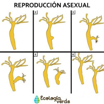 Reproducción Asexual