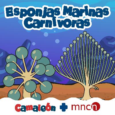 Esponjas carnívoras: cazadoras silenciosas del abismo Esponjas carnívoras: cazadoras silenciosas del abismo