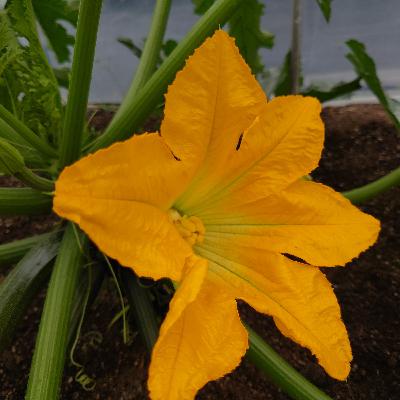 #21　最近はまりだした家庭菜園と岩盤浴