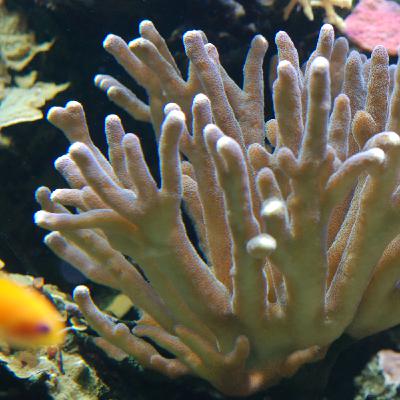 Le corail, quel animal !