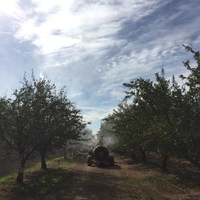 Leaffooted Plant Bug & Stink Bugs Part 2: Integrated Management (2025)