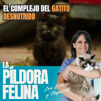 566. El Complejo del GATITO DESNUTRIDO 566. El Complejo del GATITO DESNUTRIDO