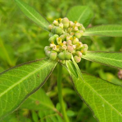 Crickets, Birds and Nature Sounds Ep_6