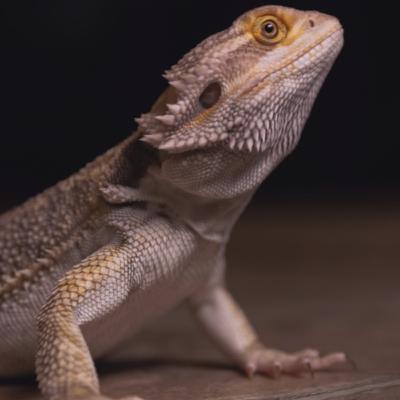Bearded Dragons