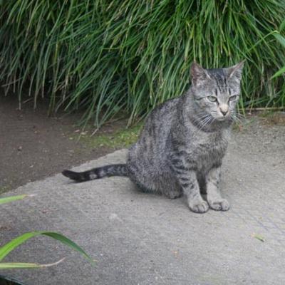 Un gato Un gato