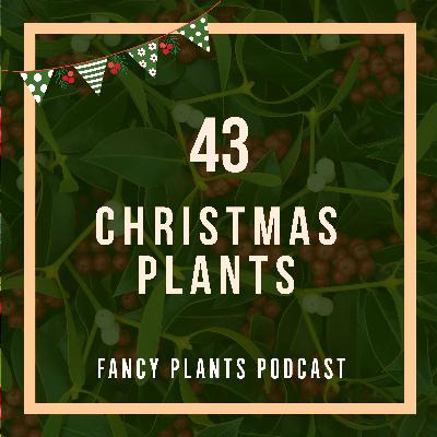 43. Christmas Plants