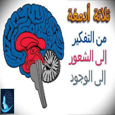 الأدمغة الثلاثة | الانتقال من التفكير إلى الشعور إلى الوجود