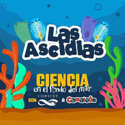 Ascidias: el filtro vivo del mar Ascidias: el filtro vivo del mar