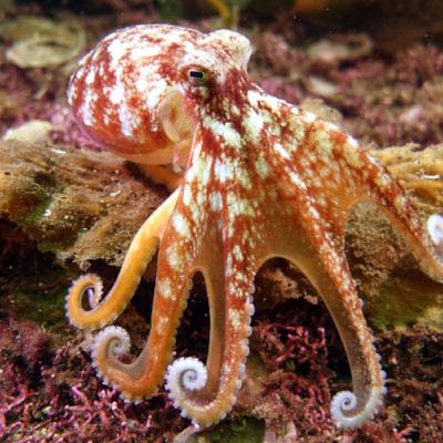 octopuses 3