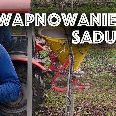 Wapnowanie sadu. Krótko i na temat