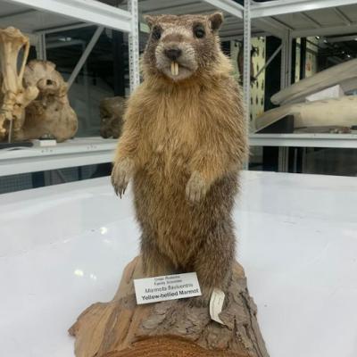 Neighbors: the Olympic Marmot