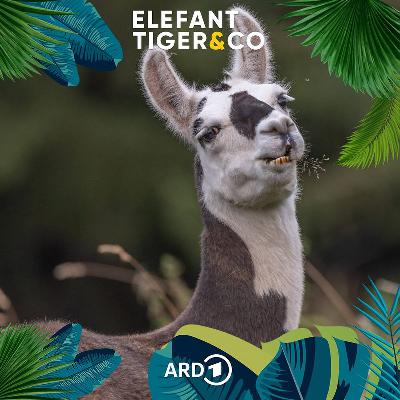 Das Lama - ein Haustier mit eigenem Kopf