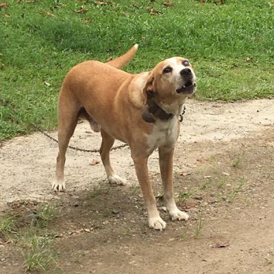 Vacinação contra Raiva