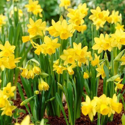 Daffodils by William Wordsworth