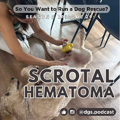 2.29: Scrotal Hematoma (aka Swollen Empty Ball Sac Syndrome)
