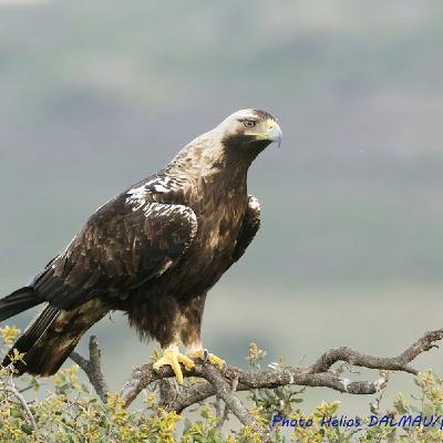 WILD - PODCAST ANIMALIERS # 160 - L' AIGLE IBERIQUE