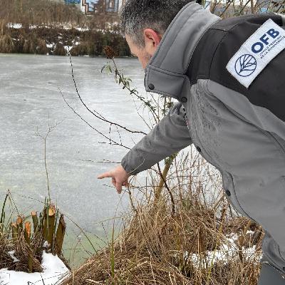 Le castor poursuit sa colonisation des Hauts-de-France Le castor poursuit sa colonisation des Hauts-de-France