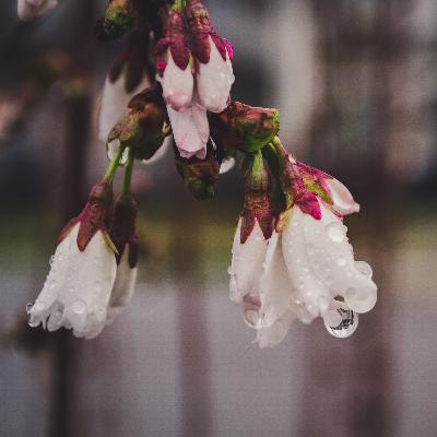 Orgullo y prejuicio - Jane Austen (Parte 1, caps. 1 - 25)