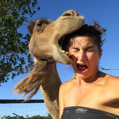 Picaduras Y Mordeduras Animales (Correcciones)