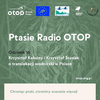 Ptasie Radio OTOP | Odc. 16 | Krzysztof Kałużny i Krzysztof Stasiak opowiadają o translokacji wodniczki w Polsce