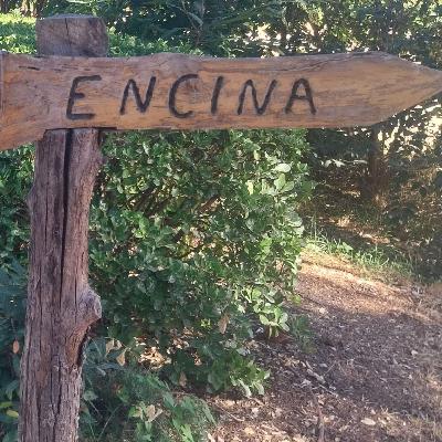 Escribano Palustre - 29/09/25