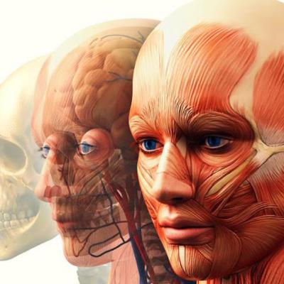 La importancia de la anatomía