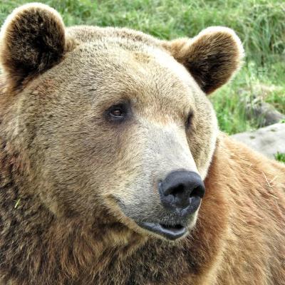 Grizzly Bear Interview