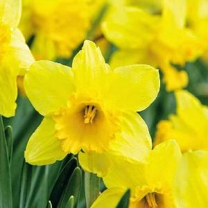 HB Cancer Society-25-02-2020 - What's new, what's exciting and what's happening