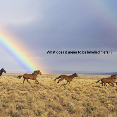 The Anthrozoology Podcast - What's it like to be labelled 'Feral'? #22