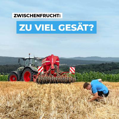 Die optimale Saatstärke einer Zwischenfrucht