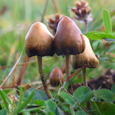 Psilocybin Mystical Experience