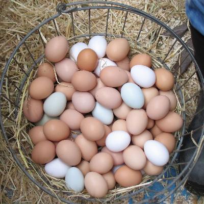 The Colors of Chicken Eggs