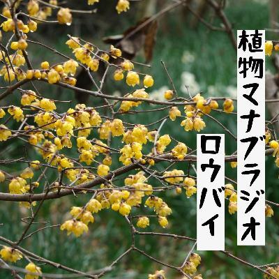 #33 ロウバイと狼狽話