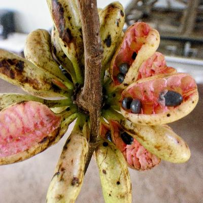 Pimenta-de-macaco: Flavor and Tradition of the Cerrado