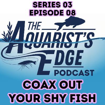 How to Coax Out Shy Fish - Proven Tips to Make Freshwater Fish Feel Safe How to Coax Out Shy Fish - Proven Tips to Make Freshwater Fish Feel Safe