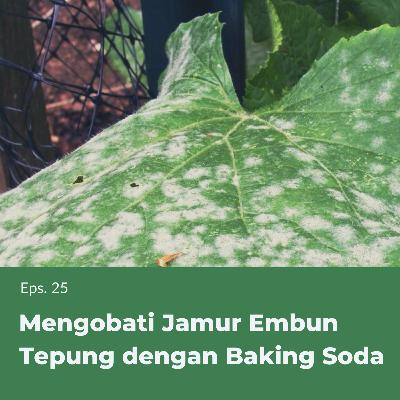 MM 25: Mengobati Jamur Embun Tepung dengan Baking Soda