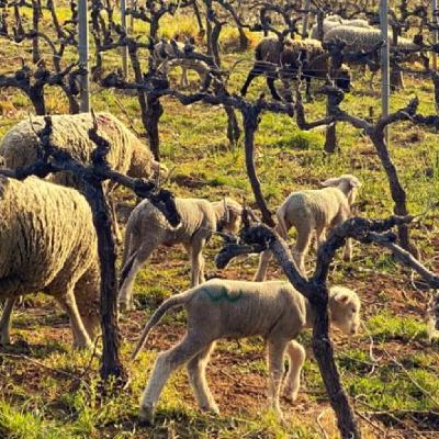 #124 - Des moutons dans les vignes ! #124 - Des moutons dans les vignes !