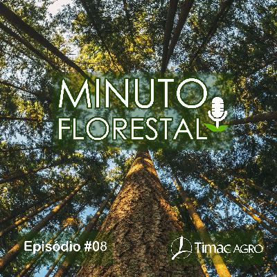 Ep. 08 – A importância da ciclagem de nutrientes na nutrição e sustentabilidade florestal Ep. 08 – A importância da ciclagem de nutrientes na nutrição e sustentabilidade florestal
