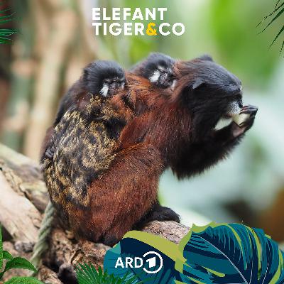 Rotschulter-Tamarin - klein und emanzipiert