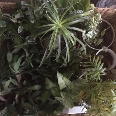 Episode 10: Plant Naming Special