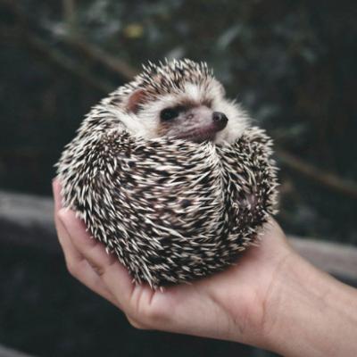 Костричитися