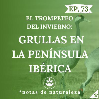 Grullas en la Península Ibérica #73