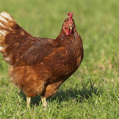 Die Tierdocs: Huhn verliert Geld