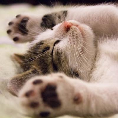 被南大刷掉的虐猫考生进入兰大调剂名单?网友留言:慎重! 被南大刷掉的虐猫考生进入兰大调剂名单?网友留言:慎重!