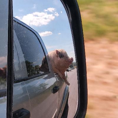 We have a pig!!
