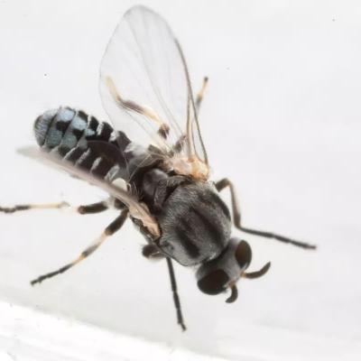 Ep. 45: The great eye-biting fly epidemic that wasn't